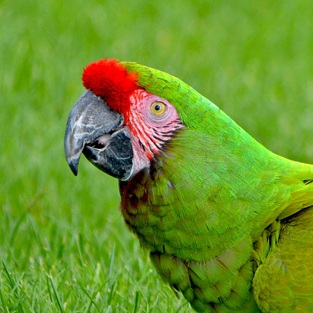Military macaw