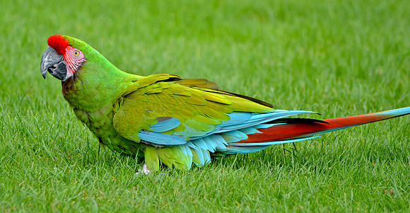 Military macaw
