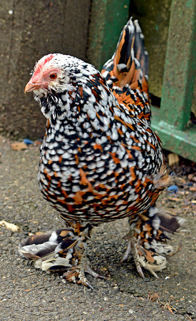Mille fleur booted bantam, female