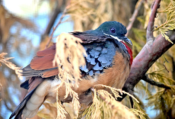 Mindanao bleeding heart pigeon