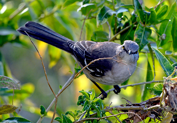 Northern mockingbird
