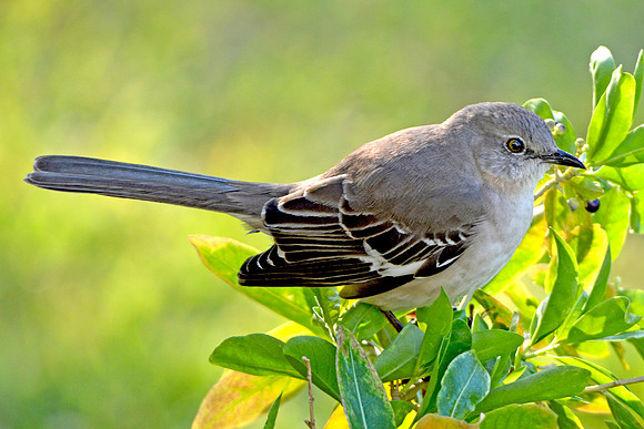 Northern mockingbird