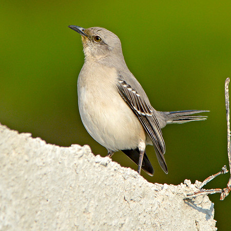 Tropical mockingbird