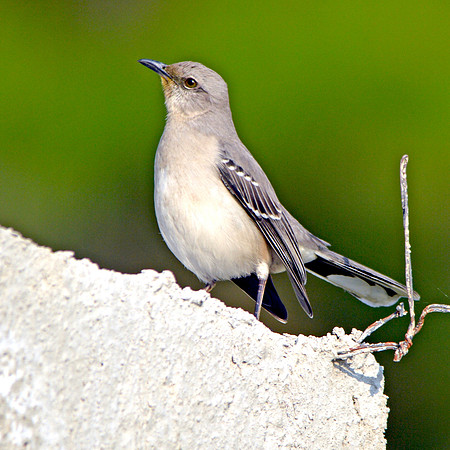 Tropical mockingbird