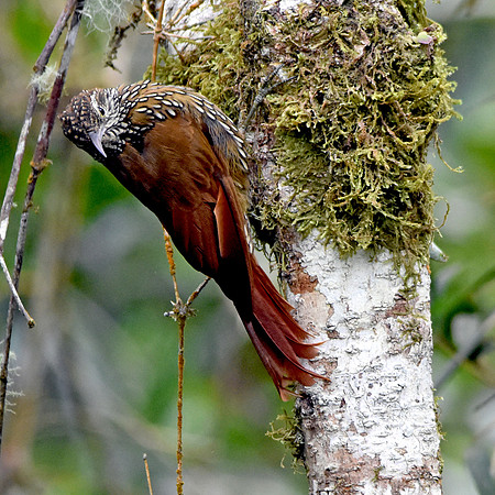 Montane woodcreeper