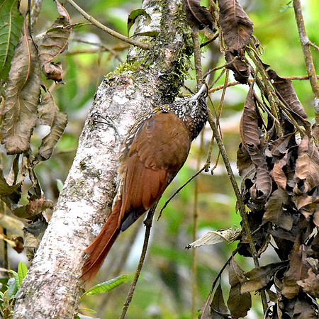 Montane woodcreeper