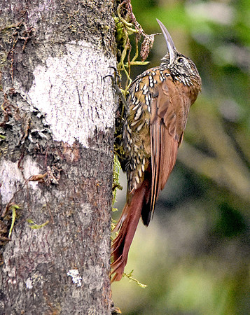 Montane woodcreeper