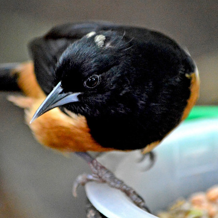 Montserrat oriole