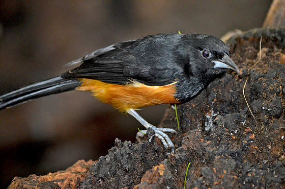 Montserrat oriole