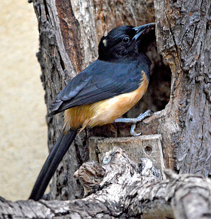 Montserrat oriole