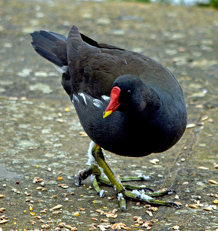 Moorhen