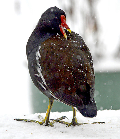 Moorhen