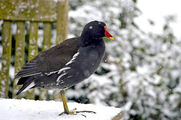 Moorhen