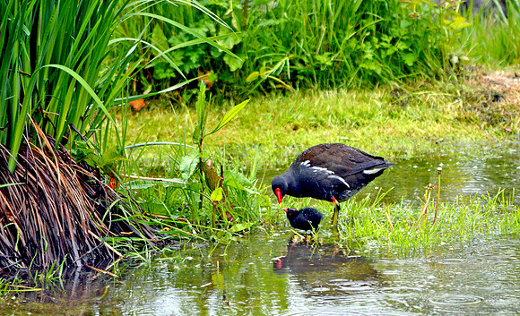 Moorhen with chick