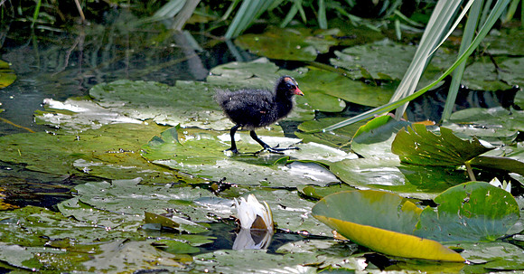 Moorhen