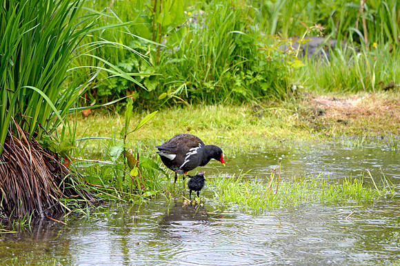 Moorhen with chick