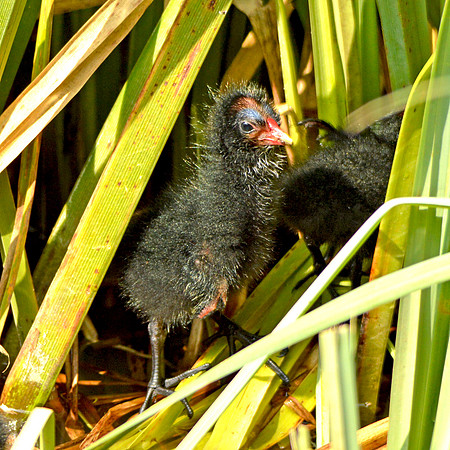 Moorhen chick