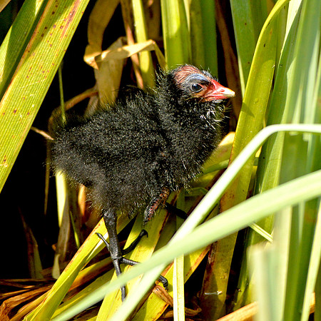 Moorhen chick