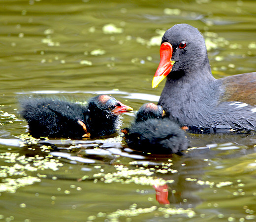 Moorhen with chicks