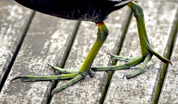 Moorhen feet