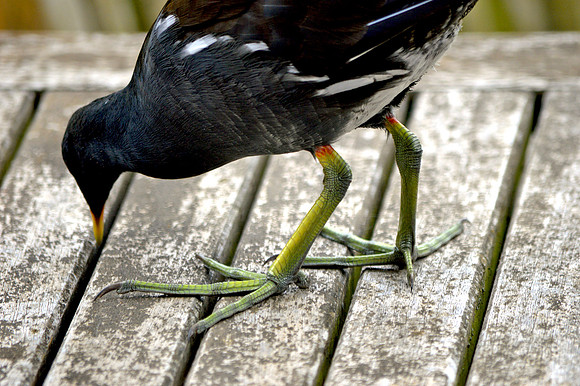 Moorhen feet
