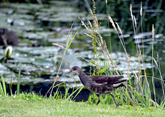 Moorhen