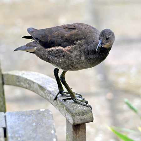 Moorhen juvenile