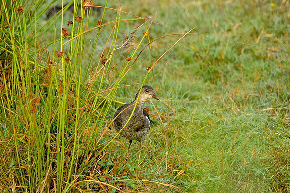 Moorhen juvenile