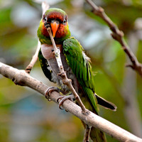 Mount Apo lorikeet