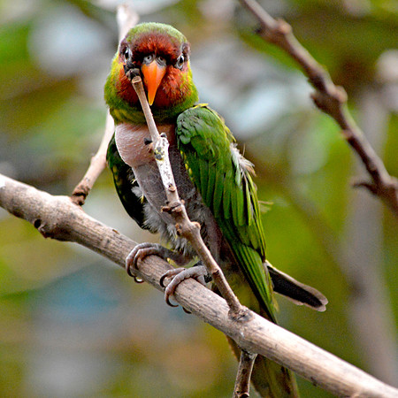 Mount Apo lorikeet