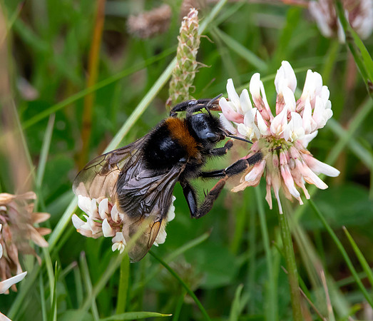 Vestal cuckoo bee