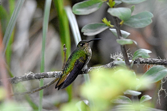 Mountain velvetbreast hummingbird