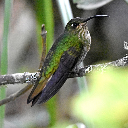 Mountain velvetbreast hummingbird