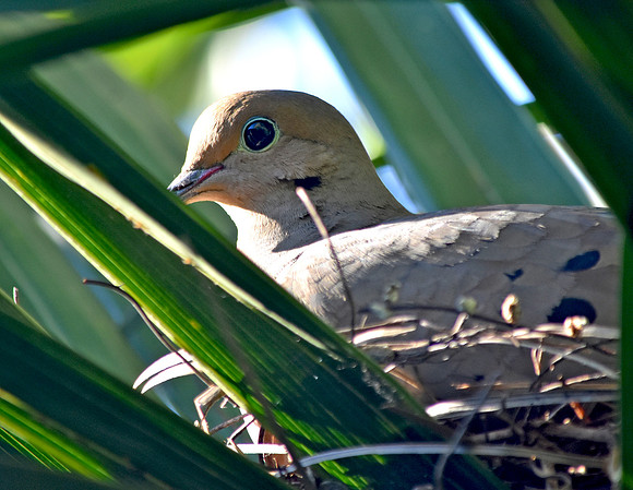 Mourning dove