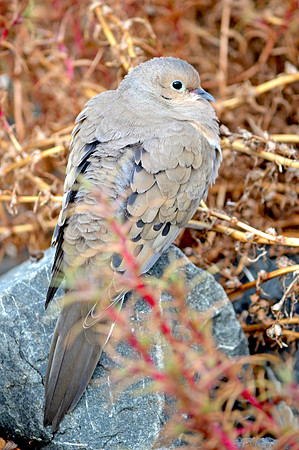 Mourning dove