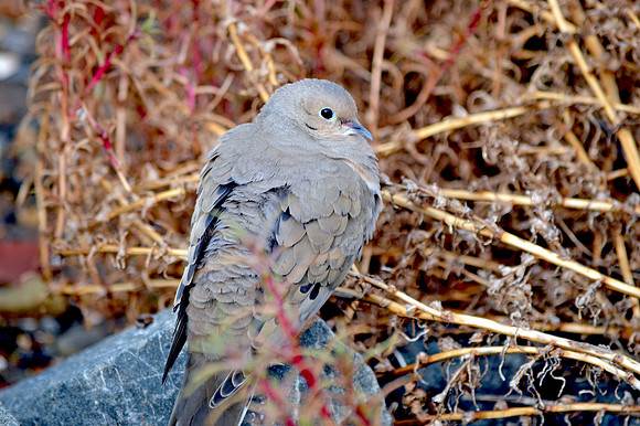 Mourning dove