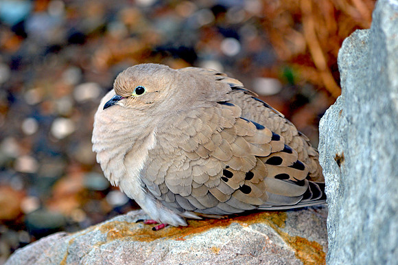 Mourning dove