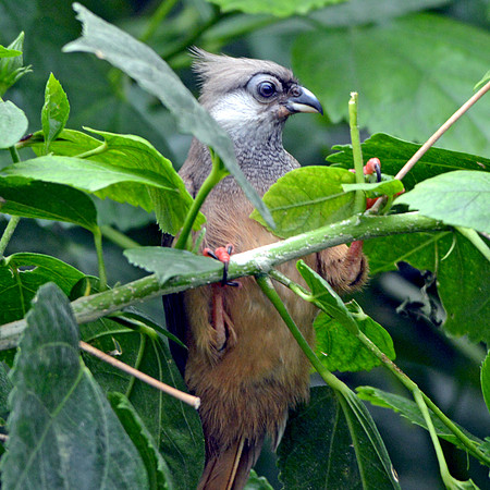 Speckled Mousebird