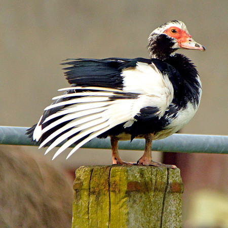 Muscovy duck