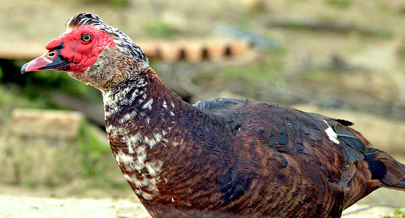Muscovy duck
