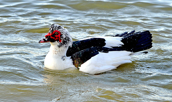 Muscovy duck