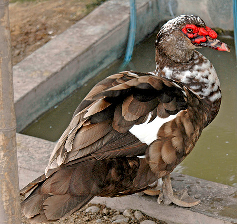 Muscovy duck