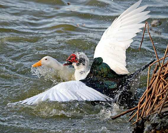 Muscovy duck