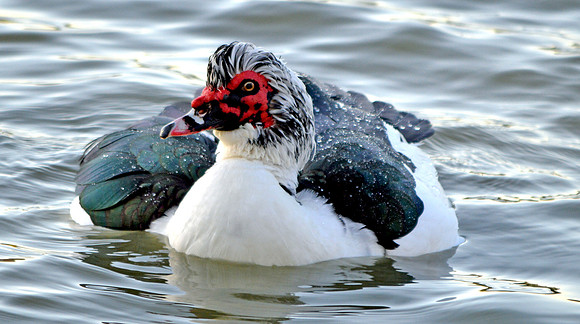 Muscovy duck