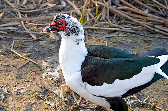 Muscovy duck