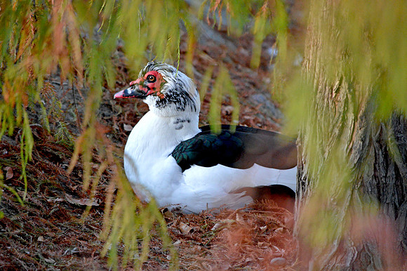 Muscovy duck
