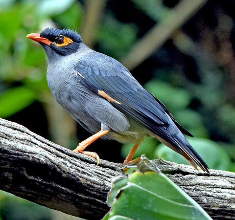 Bank myna