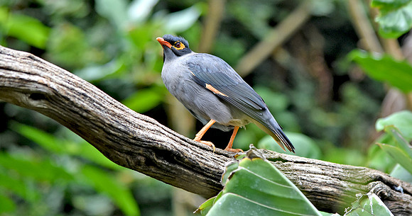 Bank myna