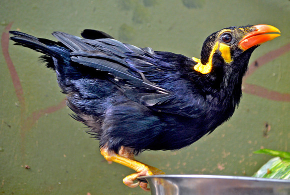 Greater hill myna