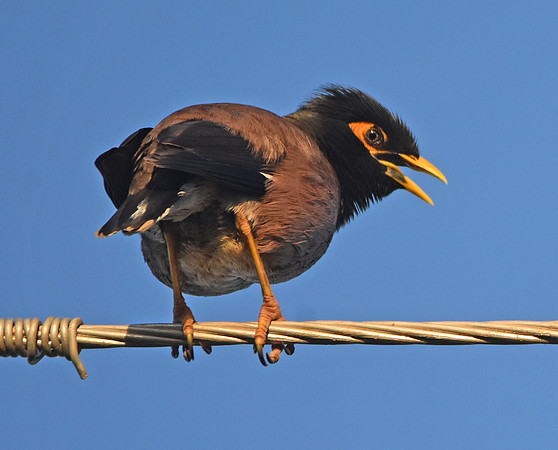 Common myna